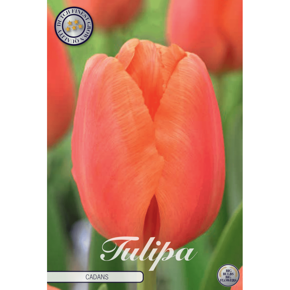 Tulpan Cadans 10-pack