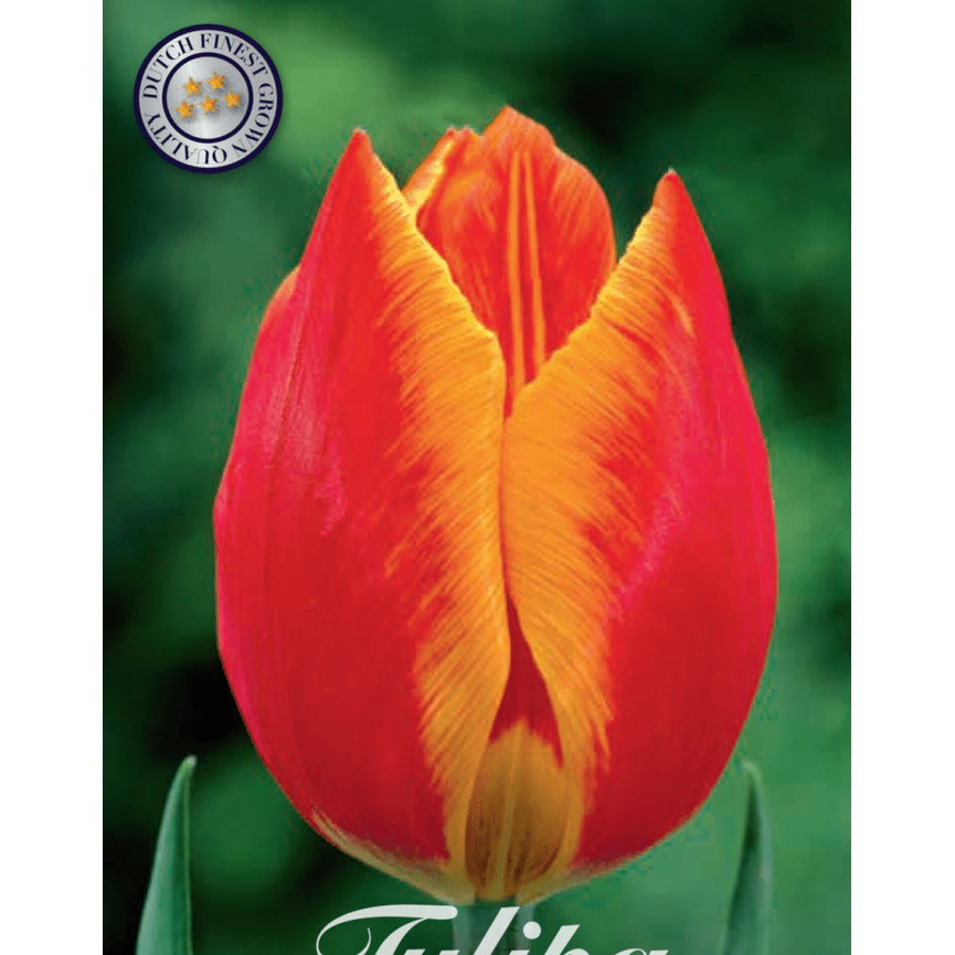 Tulpan Flair 10-pack