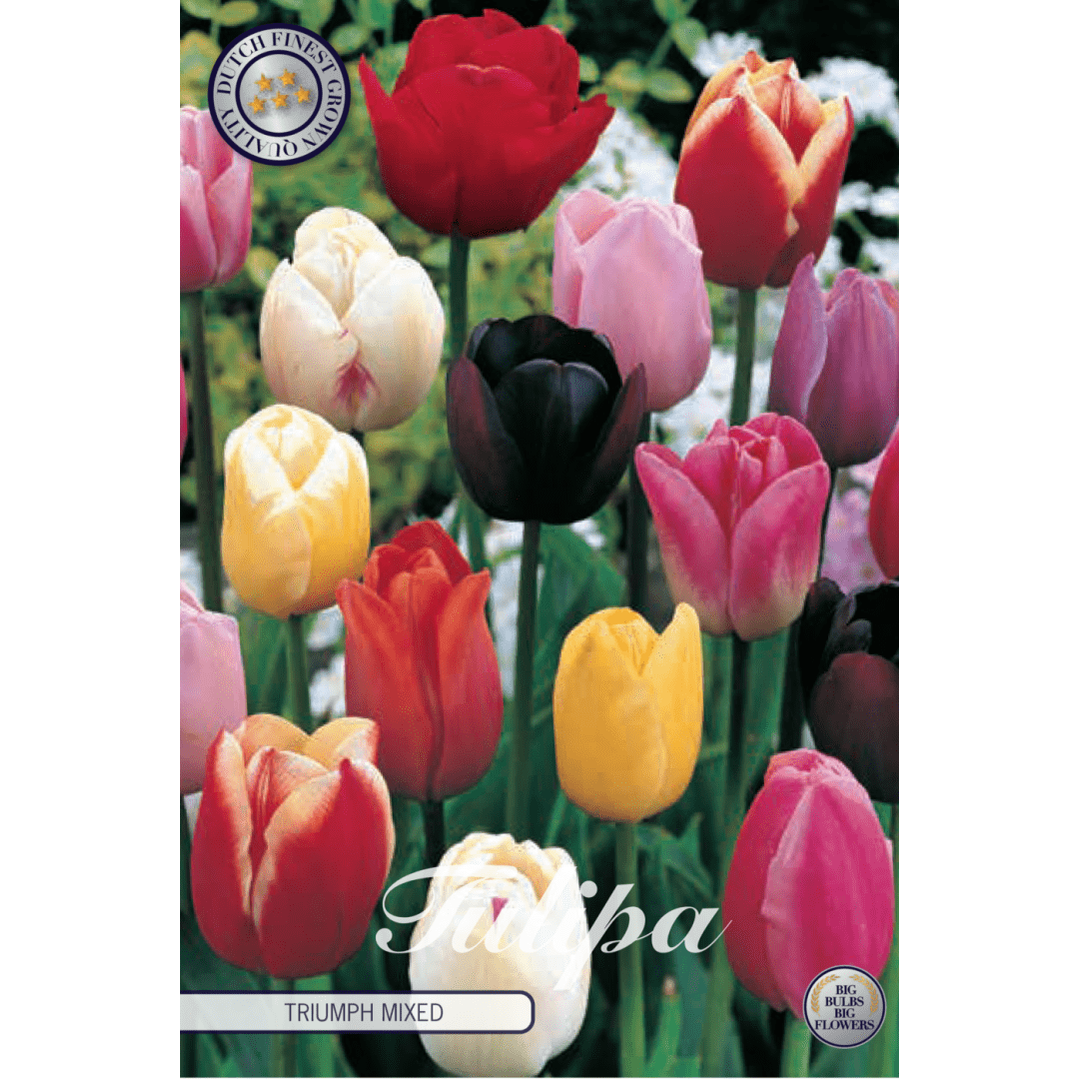 Tulpan Triumph Mixed 10-pack