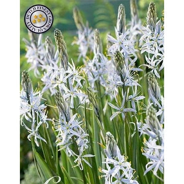 Stjärnhyacint-Camassia &