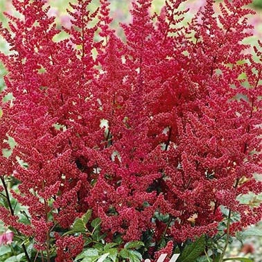 Astilbe Red 1-pack