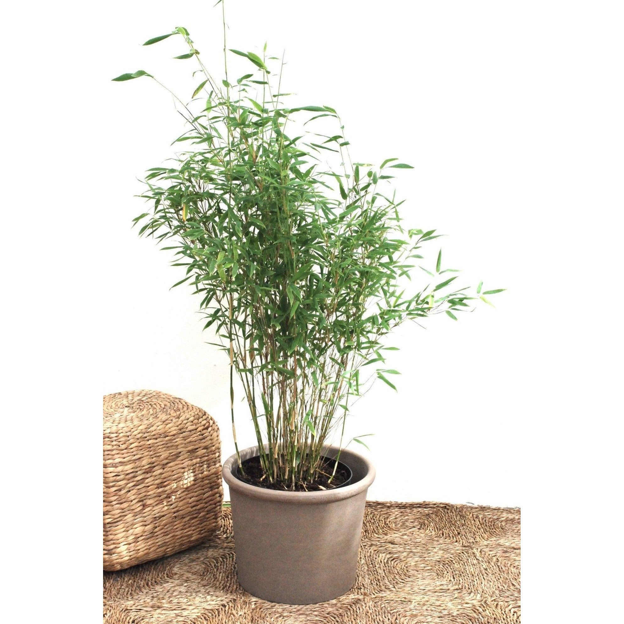 Bergsbambu - Jumbo - Fargesia murielae 80-100cm, Co 5