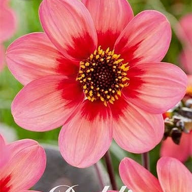 Dahlia Anemone Tricolore 1-pack