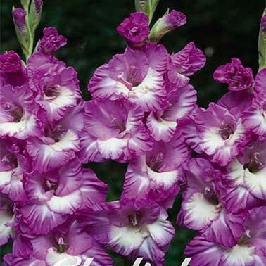 Gladiolus Anouk 10-pack