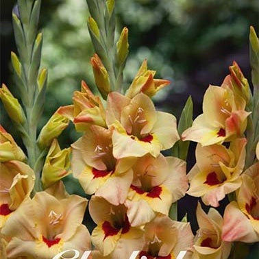Gladiolus Bocelli 10-pack