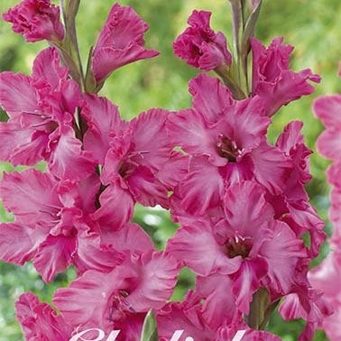 Gladiolus Kingston Ruffle 10-pack