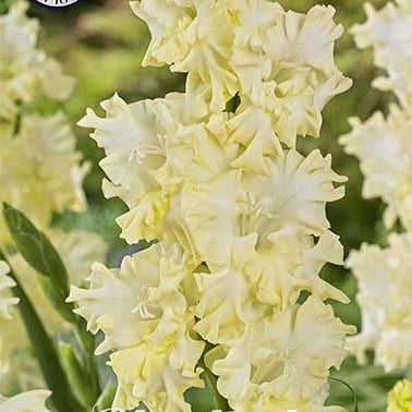 Gladiolus Lemon Frizzle 10-pack