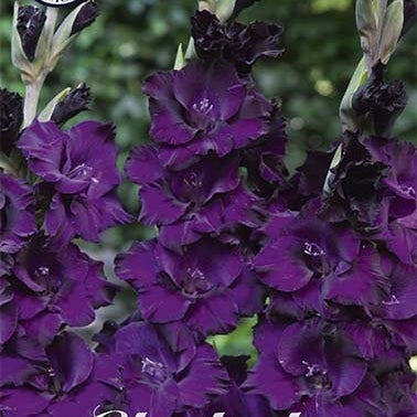 Gladiolus Mombasa 10-pack