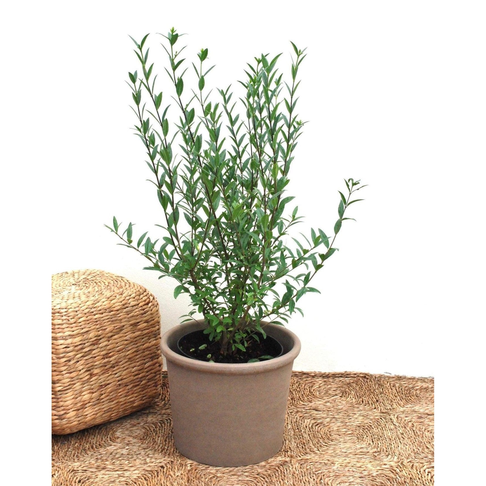 Liguster, Ligustrum Vulgare Liga Co 10 100-125 cm, Extra förgrenad
