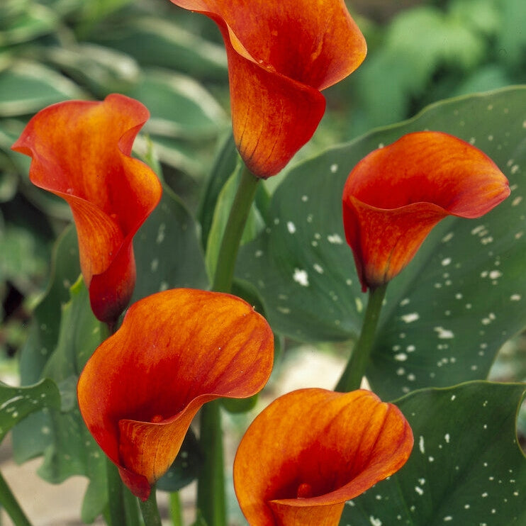 Zantedeschia Mango 1-pakkaus