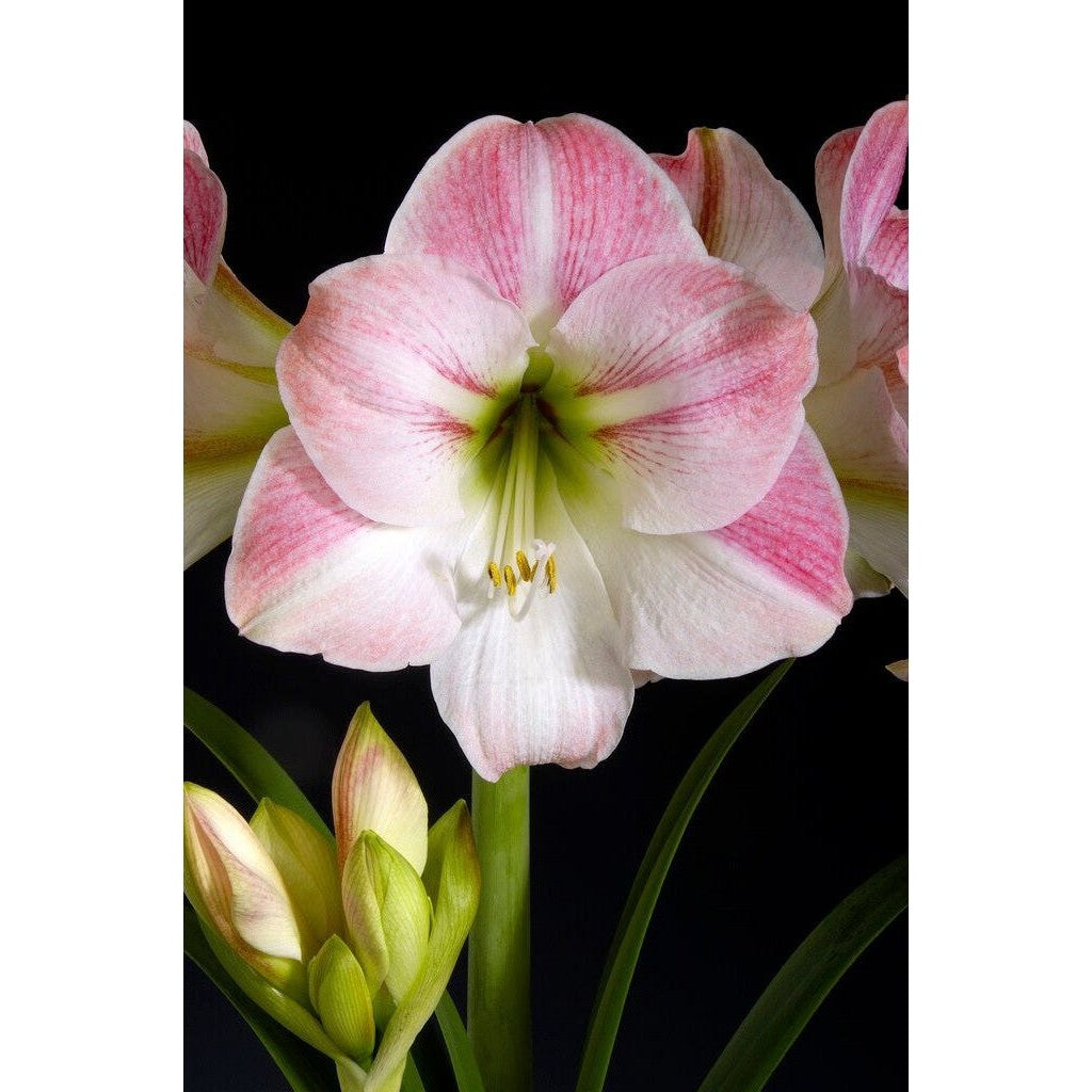 Amaryllis-Hippeastrum &