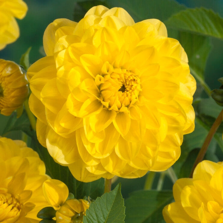 Dahlia Glorie of Heemstede Dekoratiivinen 1-pakkaus Uutuus