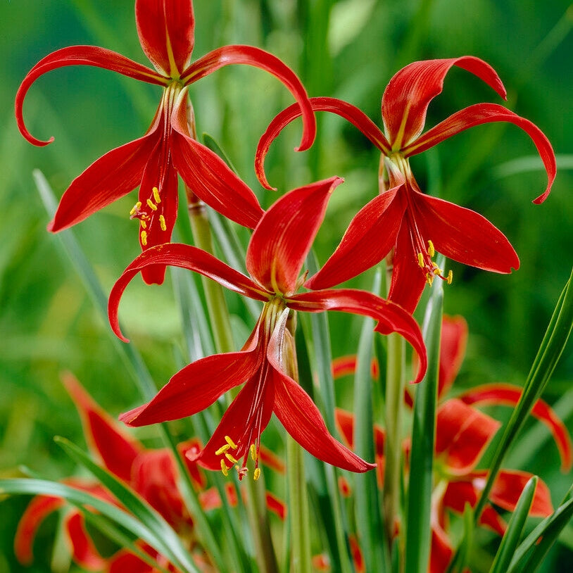 Sprekelia Formosissima 1-pakkaus