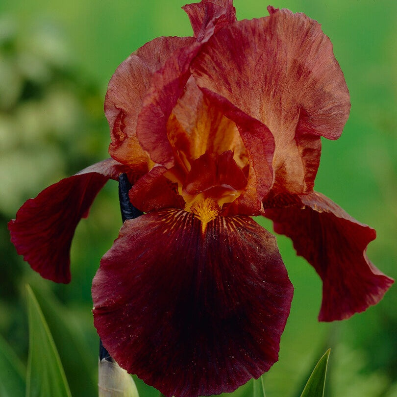 Tyskiris-Iris Germanica Ruby Mine 1-pakkaus