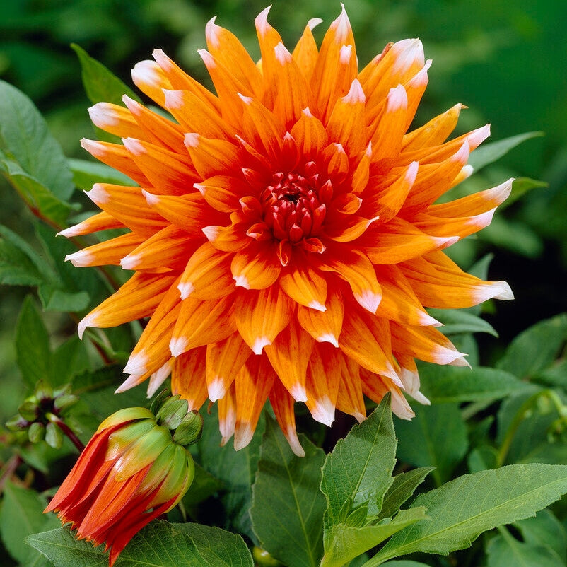 Dahlia Kaktus Väri Spektaakkeli 1-pakkaus