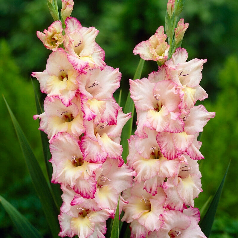 Gladiolus Priscilla 10-pakkaus