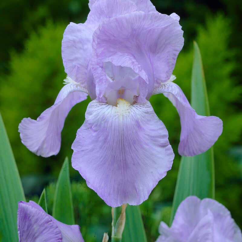 Tyskiris-Iris Germanica Jane Philips 1-pakkaus