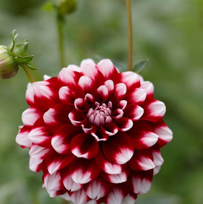 Dahlia Koristeellinen Ruudullinen 1-pakkaus