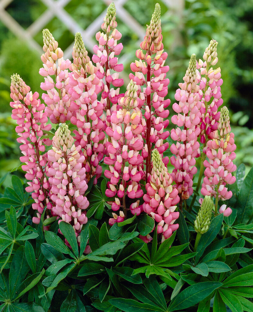 Lupinus Pink 1-pakkaus
