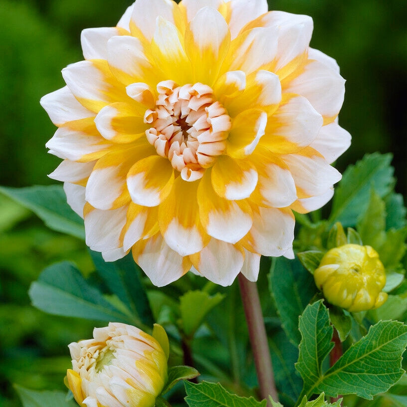 Dahlia Dekoratiivinen Seattle 1-pakkaus