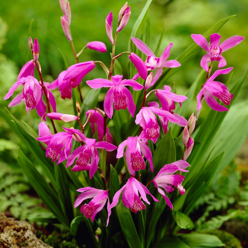 Bletilla Pink 1 -pakkaus