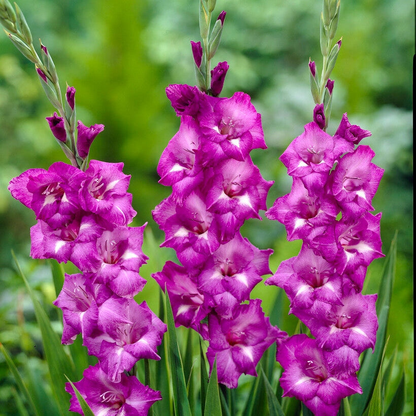 Gladiolus Blue Isle 10-pakkaus