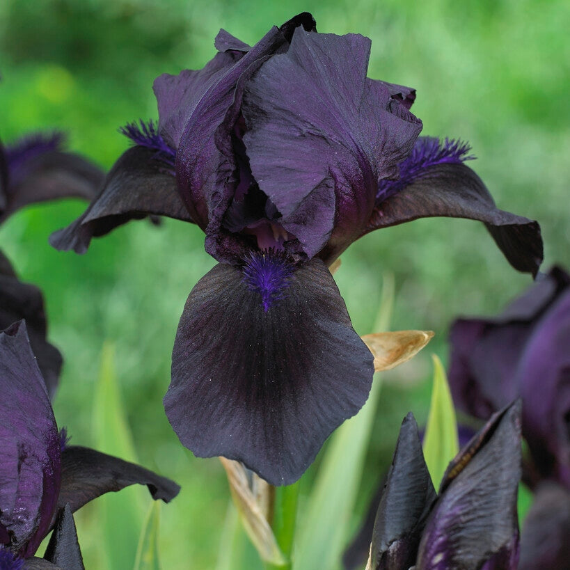 Tyskiris-Iris Germanica Musta 1-pakkaus