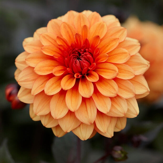 Dahlia Dekoratiivinen David Howard 1-pakkaus