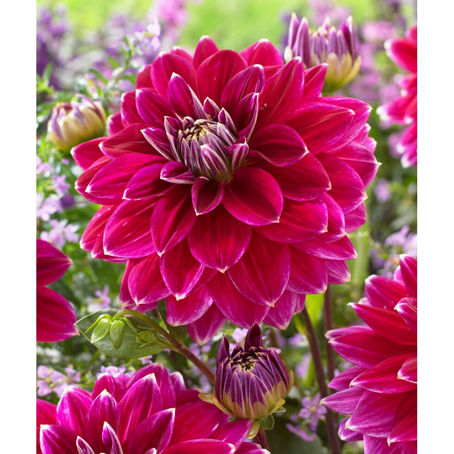 Dahlia Maldini Dekoratiivinen 1-pakkaus UUTUUS