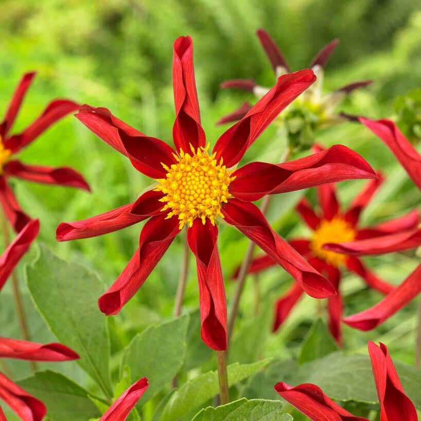 Dahlia Honka Red/Windmill Special 1-pack UUTUUS