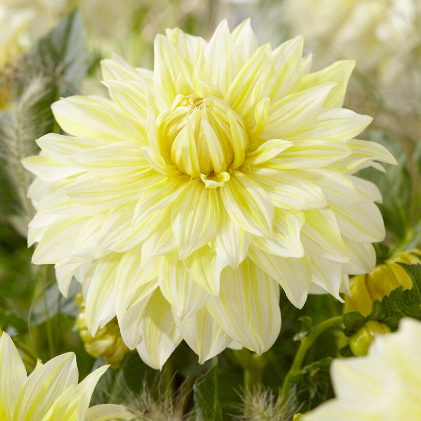 Dahlia Dekoratiivinen La Luna 1-pakkaus