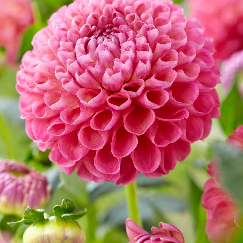 Dahlia Boll Jowey Frambo 1-pakkaus