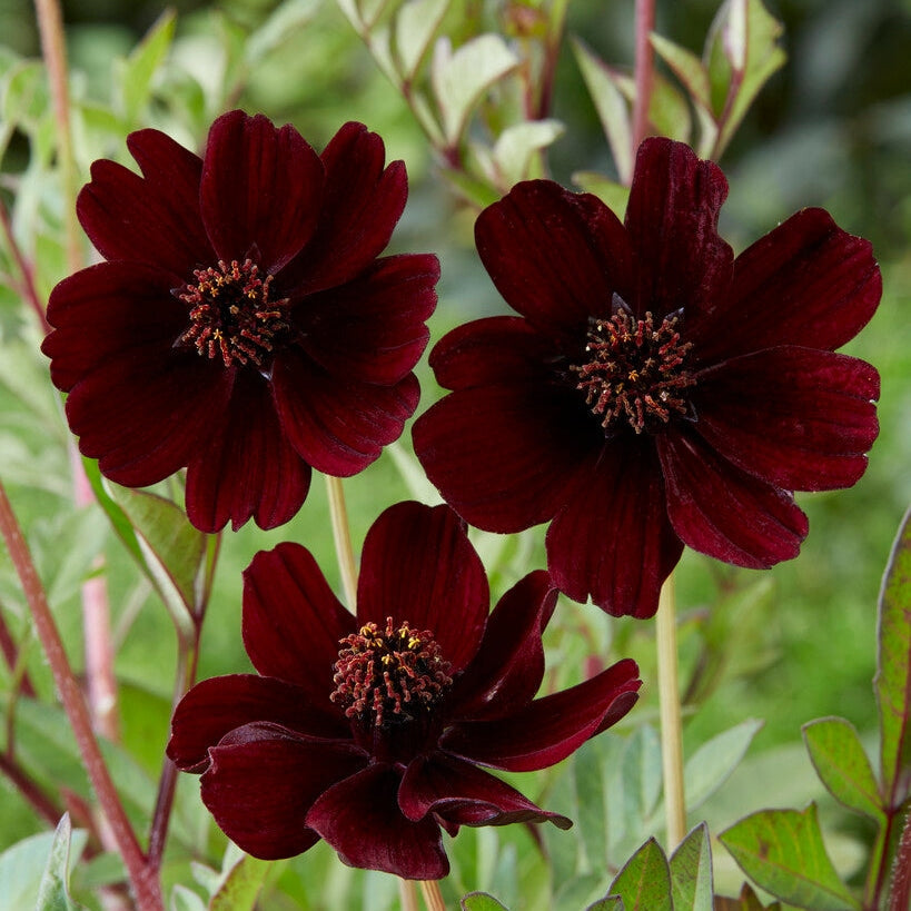 Suklaakukka (Chokladblomma)-Cosmos Atrosanguineus 1-pakkaus