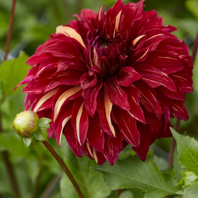 Dahlia Dekoratiivinen Boheemi Spartacus 1-pakkaus