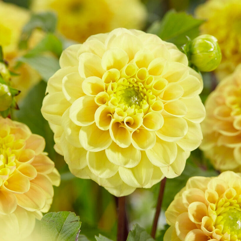 Dahlia Boll Keltainen Don 1-pakkaus