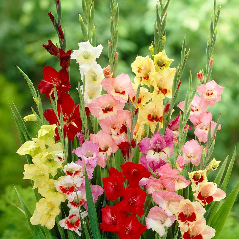 Gladiolus Butterfly 10-pakkaus