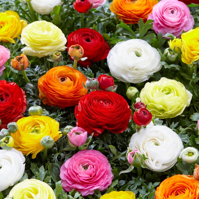 Bukettranunkel-Ranunculus Sekoitus 10-pakkaus