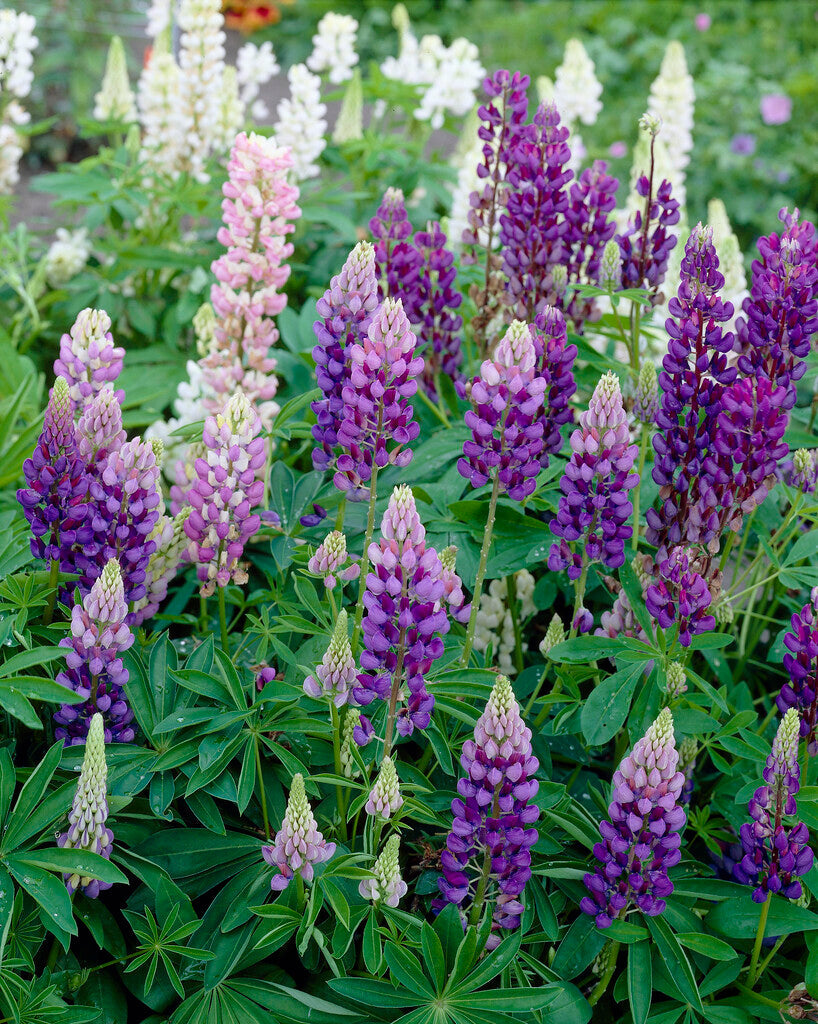 Lupinus sininen 1-pakkaus