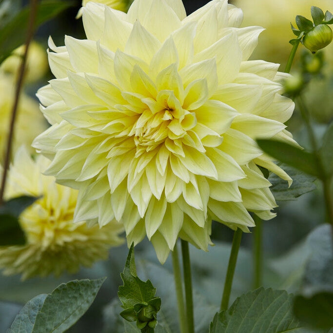 Dahlia Dekoratiivinen Kelvin Floodlight 1-pakkaus