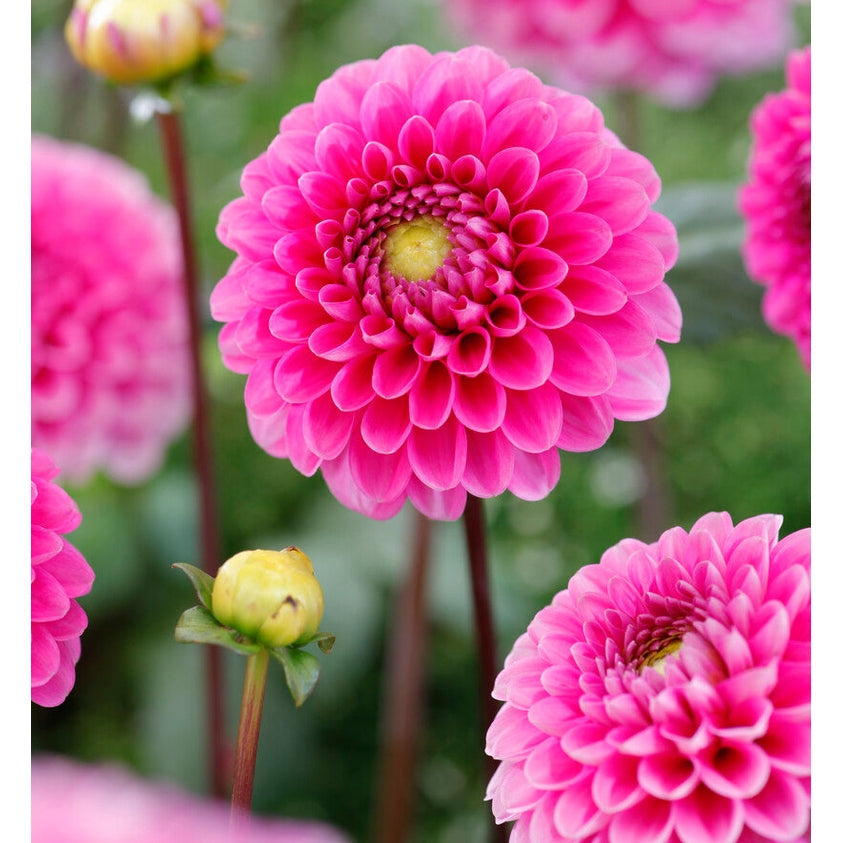 Dahlia Happy Hour Pallo 1-pakkaus UUTUUS
