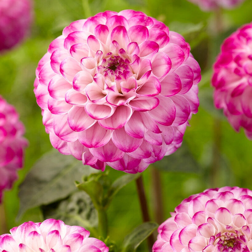 Dahlia Pallo Genova 1-pakkaus