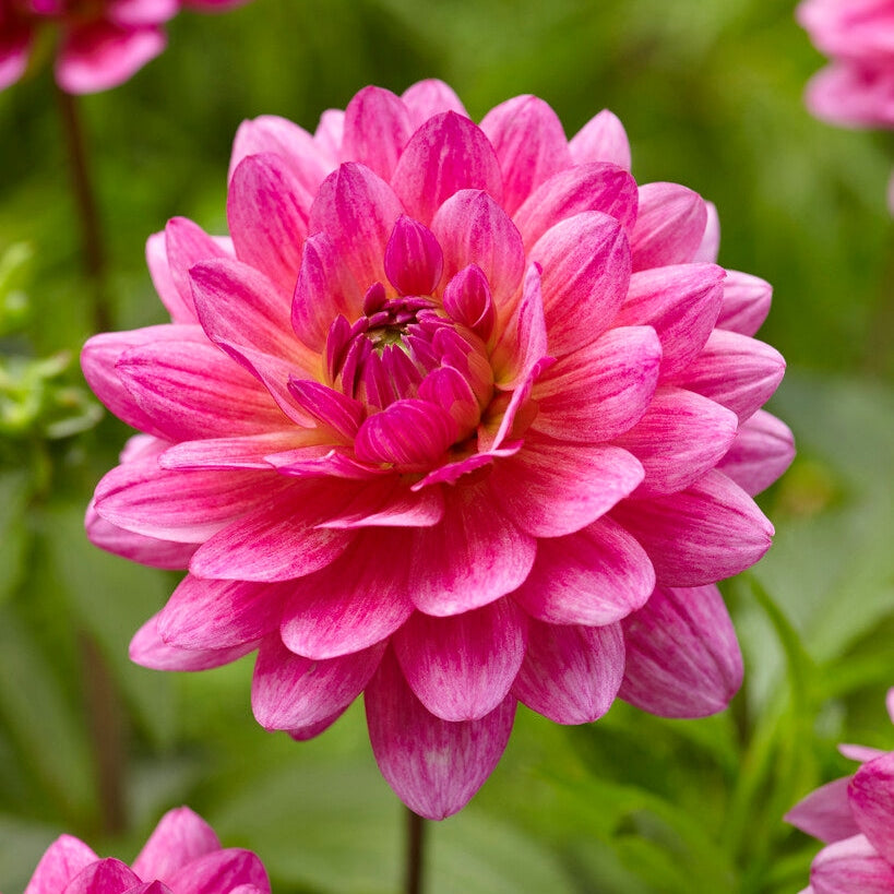 Dahlia Dekoratiivinen Dutch Silence 1-pakkaus
