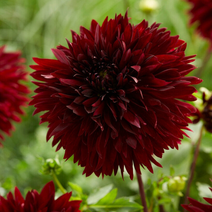 Dahlia Black Touch Koristeellinen 1-pakkaus UUTUUS