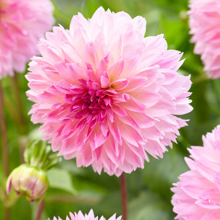 Dahlia Fubuki Sakura 1-pakkaus