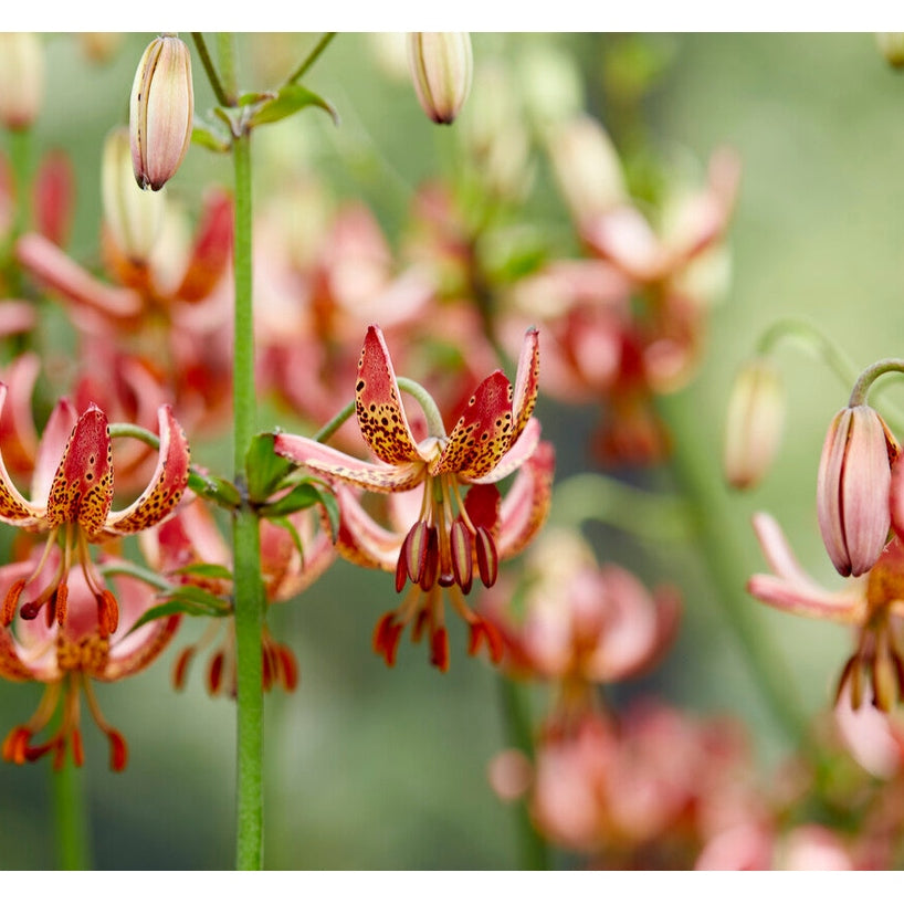 Lilja-Lilium KROLLILJA Manitoba Morning 1-paketti