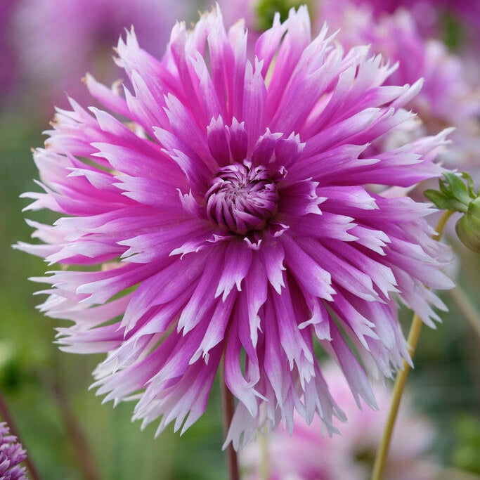Dahlia Kaktus Pöytä Tanssija 1-pakkaus