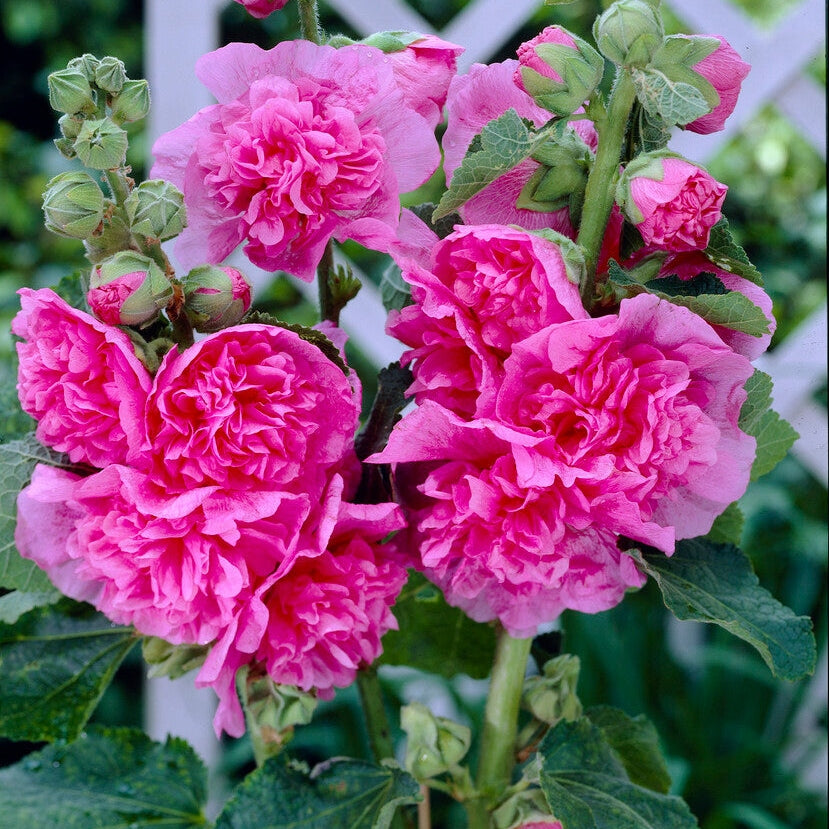 Stockros-Alcea Pink 1-pakkaus