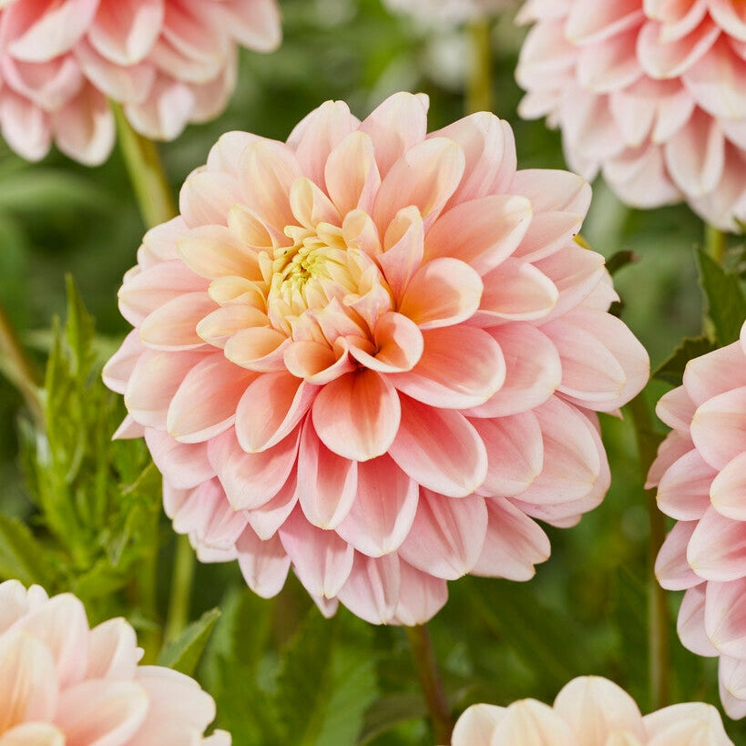 Dahlia Giovanna Koristeellinen 1-pakkaus UUTUUS