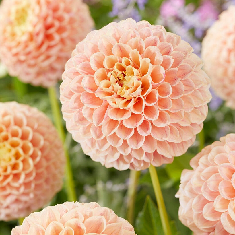 Dahlia Pompon Sweet Suzanne 1-paketti