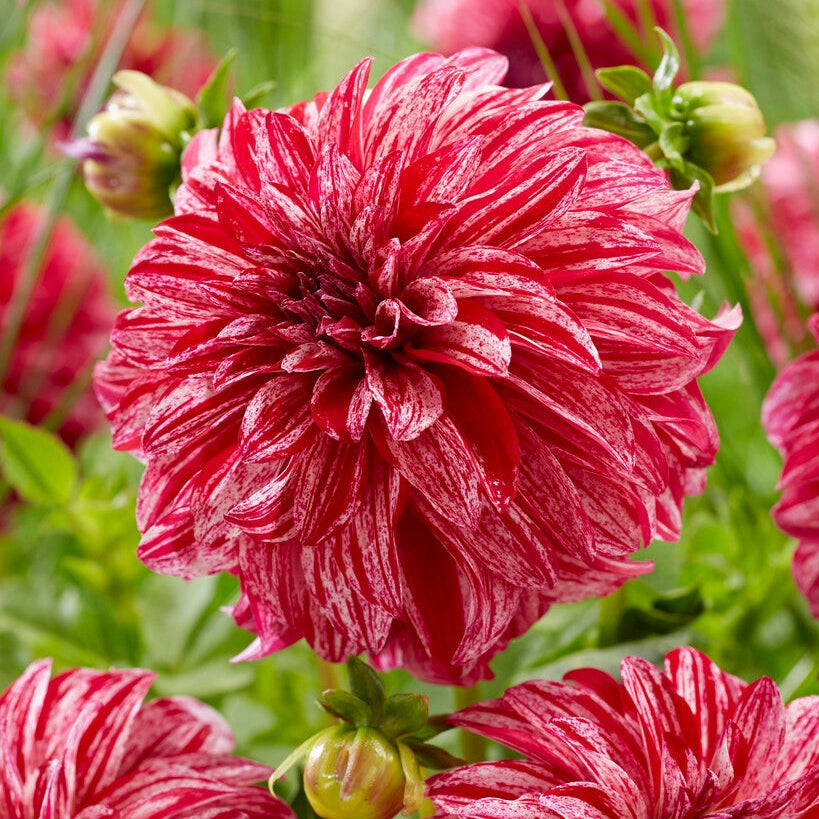 Dahlia Dekorativ Sturm Sweet Nicole 1-pack